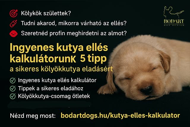 5 tipp a sikeres kölyökkutya eladáshoz