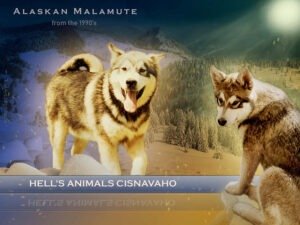 Alaszkai malamut fiatal plakát