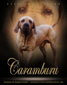 Caramburu kan fila brasileiro flyers
