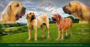 Fila brasileiro alom D advert