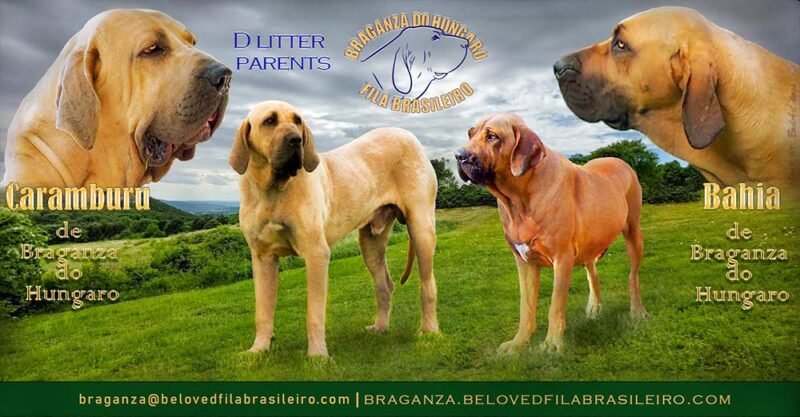 Fila brasileiro alom D advert