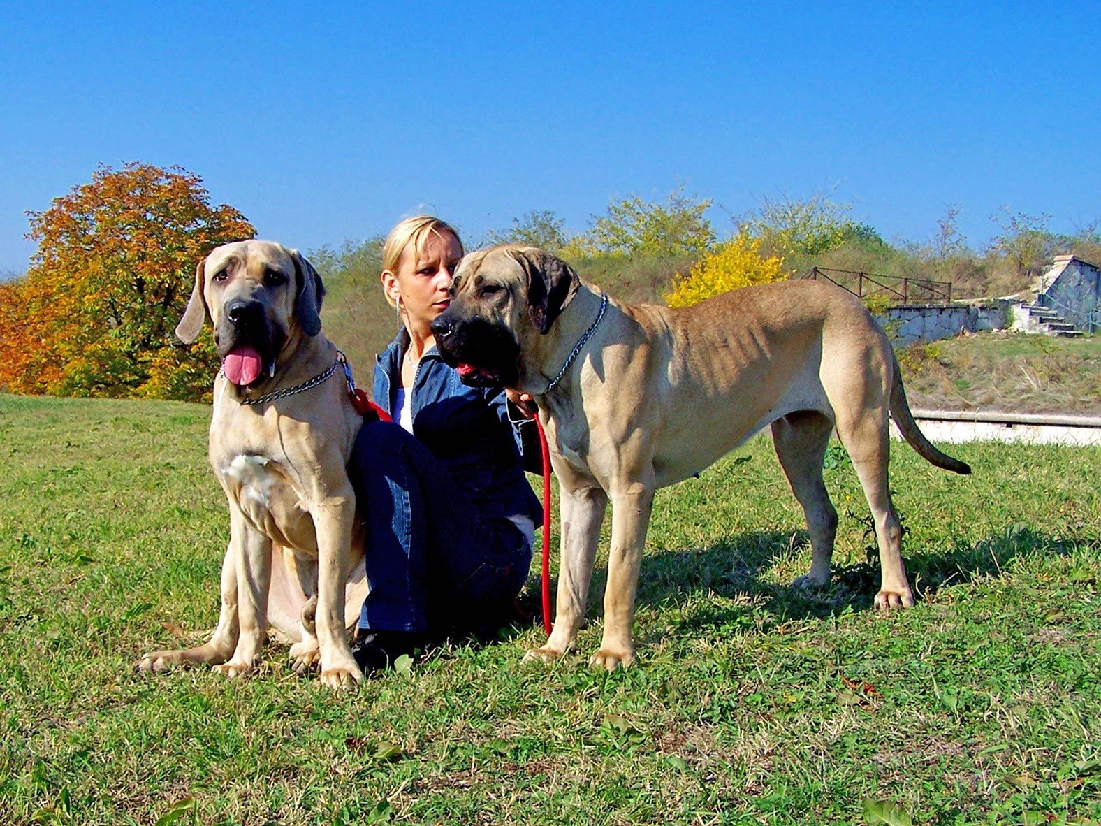 Boda Katalin – BodArtDogs
