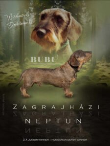 fiatal szálkásszőrű tacskó_flyers