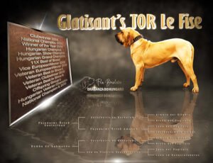 fila kan eredmények és pedigre