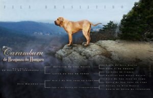 fila kan pedigreevel flyers