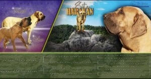 fila szuka pedigrevel plakát