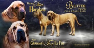 fila tervezett alom B