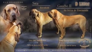 fila tervezett alom C