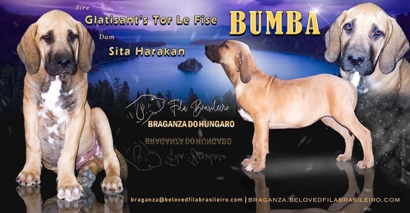 kiskutya hirdetés plakát