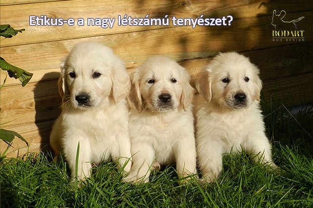 nagy létszámú tenyészet