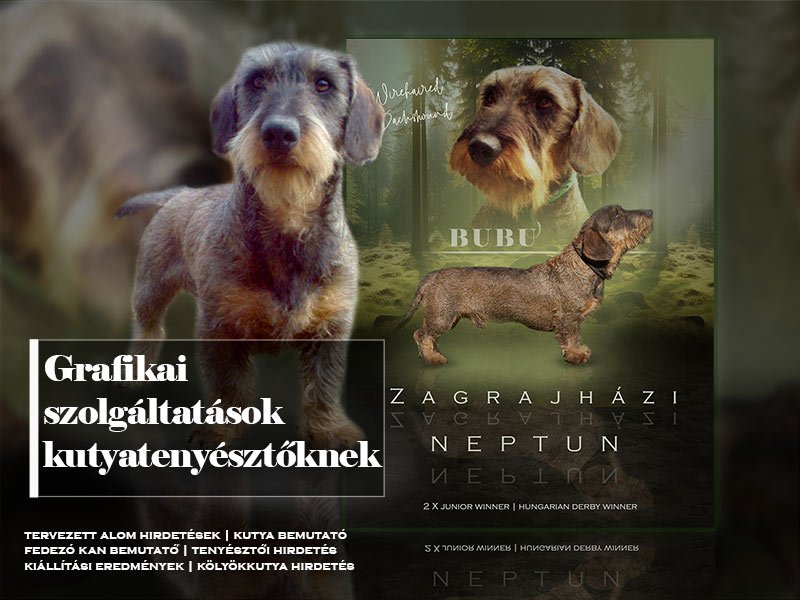 szálkásszőrű tacskó flyers