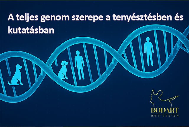 a teljes genom szerepe a tenyésztésben és kutatásban
