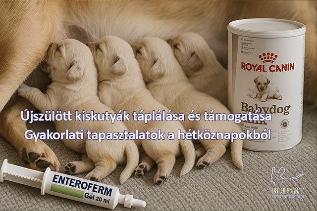 Újszülött kiskutyák táplálása
