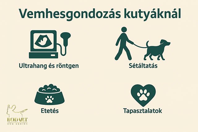 vemhesgondozás kutyáknál